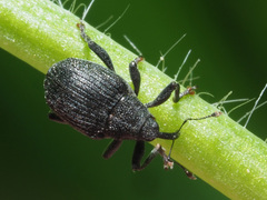 Ceutorhynchus alliariae