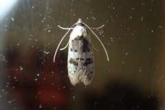 Scatochresis innumera