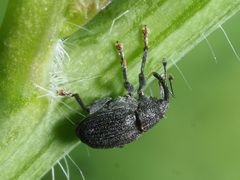 Ceutorhynchus alliariae