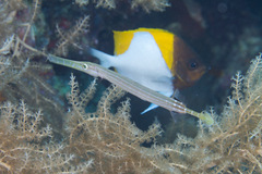 Hemitaurichthys polylepis