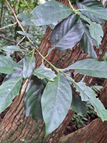 Aidia cochinchinensis observed 2026-07-26