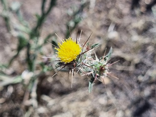 Centaurea melitensis, photograph 6