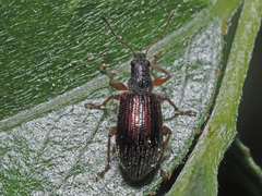 Phyllobius oblongus