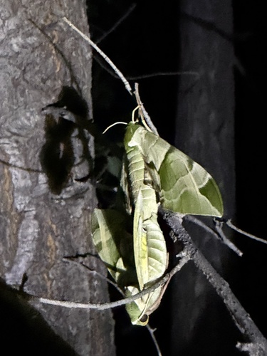 Callambulyx tatarinovii