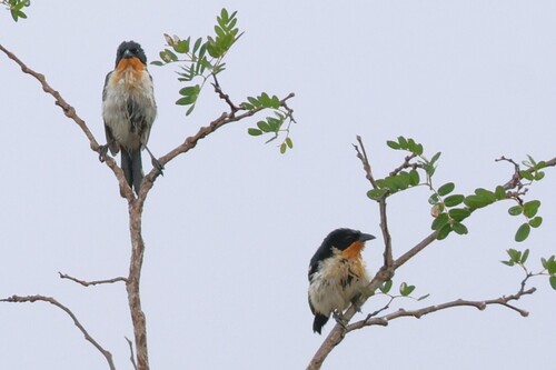 White-rumped Tanager (Cypsnagra hirundinacea), photo 2