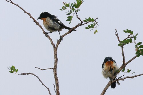 White-rumped Tanager (Cypsnagra hirundinacea), photo 3