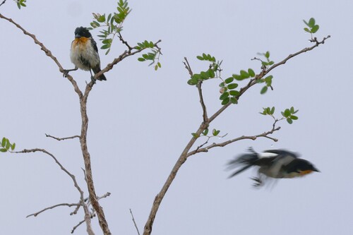 White-rumped Tanager (Cypsnagra hirundinacea), photo 9