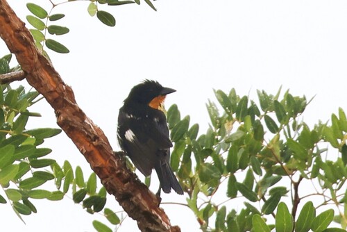 White-rumped Tanager (Cypsnagra hirundinacea), photo 10