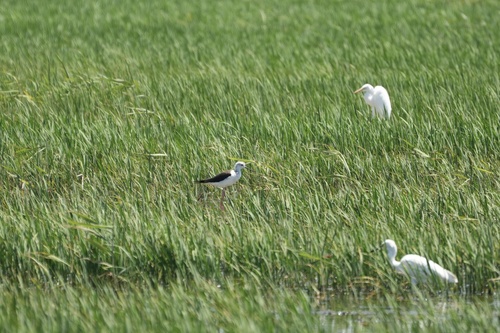 iNaturalist: (c) 零摄氏度可乐Sam, some rights reserved (CC BY-NC), uploaded by 零摄氏度可乐Sam iNaturalist image