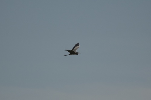 iNaturalist image