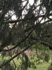 Parapiptadenia rigida