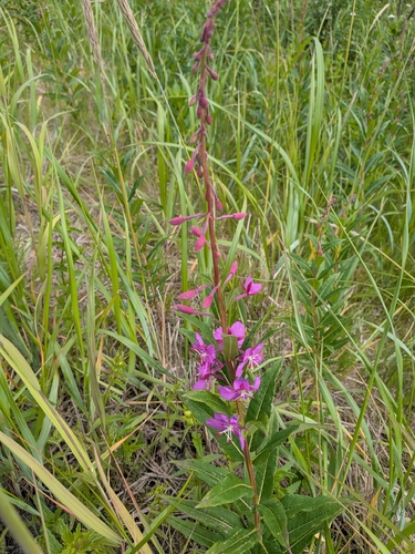 fireweed