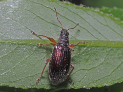 Phyllobius oblongus