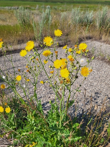 Perennial Sow Thistle