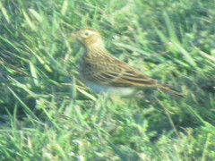 Alauda arvensis arvensis