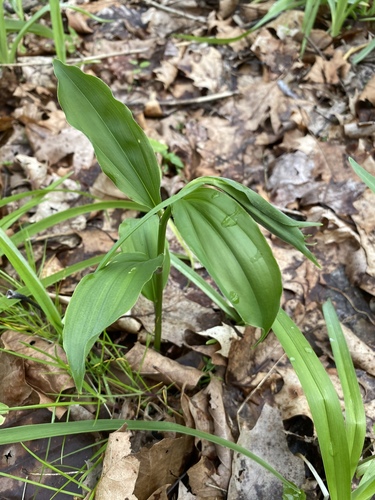 Maianthemum racemosum