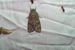 Acronicta rubricoma