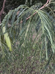 Parapiptadenia rigida