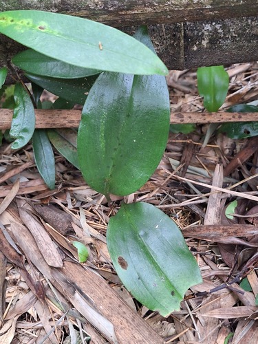 Cryptostylis arachnites observed 2026-07-26