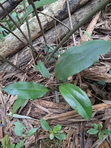 Cryptostylis arachnites observed 2026-07-26