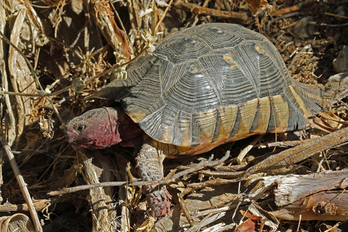 Representative image of Testudines