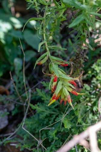 Castilleja auriculata (Castilleja auriculata)