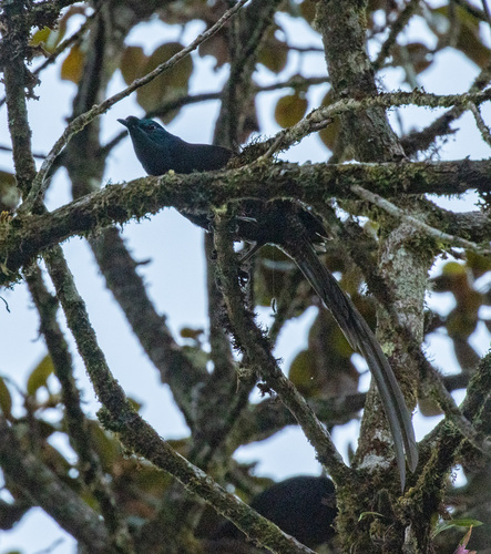 Ribbon-tailed Astrapia (Astrapia mayeri), photo 10