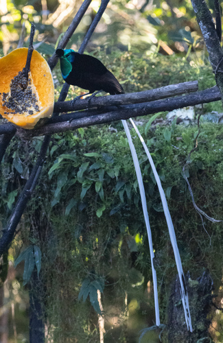 Ribbon-tailed Astrapia (Astrapia mayeri), photo 1