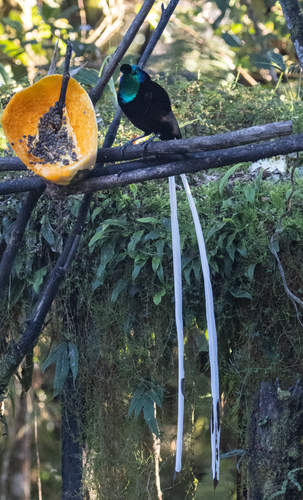 Ribbon-tailed Astrapia (Astrapia mayeri), photo 2