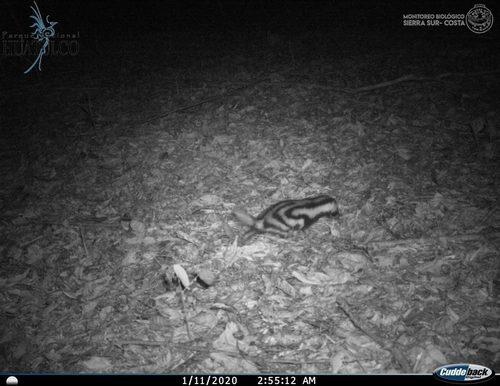 Pygmy Spotted Skunk (Spilogale pygmaea)