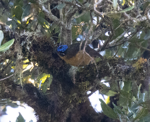 Blue-capped Ifrit (Ifrita kowaldi), photo 10