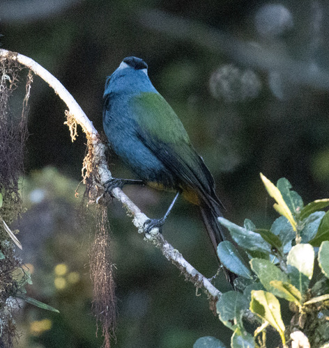 Eastern Crested Berrypecker (Paramythia montium), photo 2