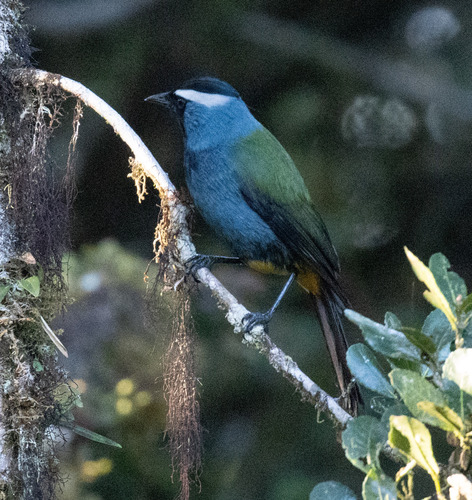Eastern Crested Berrypecker (Paramythia montium)