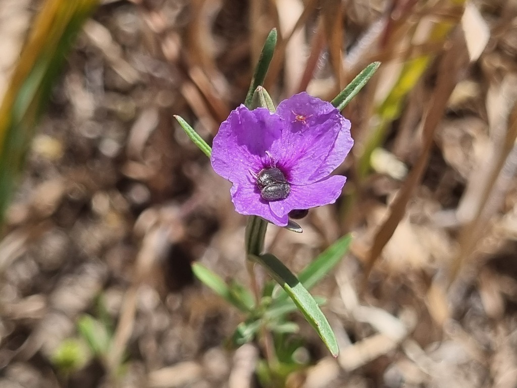 Clarkia tenella; photograph (c) Cesar Ormazabal, some rights reserved (CC BY)