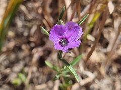 Clarkia tenella