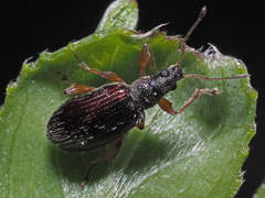 Phyllobius oblongus