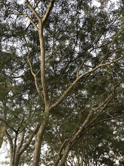 Parapiptadenia rigida