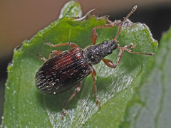 Phyllobius oblongus