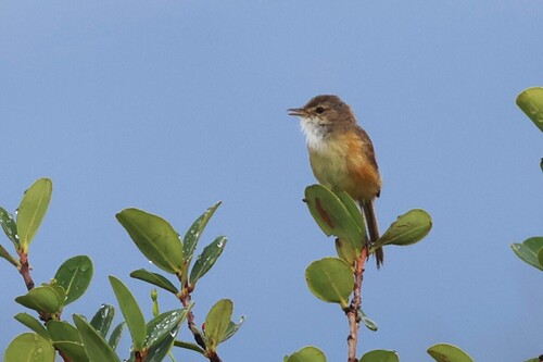 Rufous-sided Scrub Tyrant (Euscarthmus rufomarginatus), photo 7