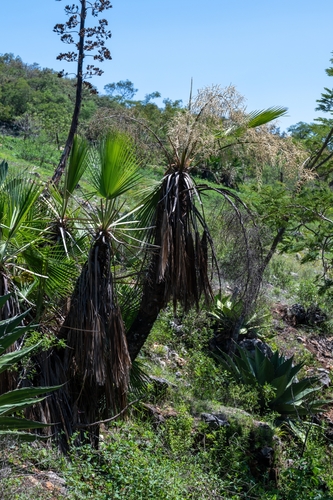 Brahea dulcis, photograph 2