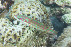Thalassoma quinquevittatum