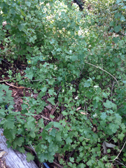 Ribes aureum gracillimum