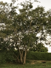 Parapiptadenia rigida