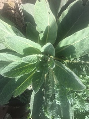 Verbascum thapsus