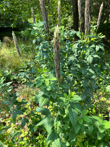 Thermopsis villosa, photograph 2