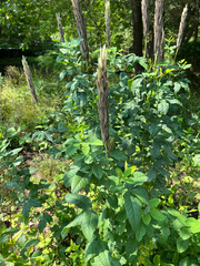 (c) Rebecca Turner, some rights reserved (CC BY) Thermopsis villosa, photograph (c) Rebecca Turner, some rights reserved (CC BY)