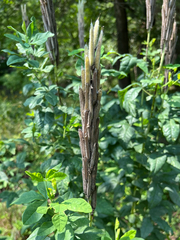 (c) Rebecca Turner, some rights reserved (CC BY) Thermopsis villosa, photograph (c) Rebecca Turner, some rights reserved (CC BY)