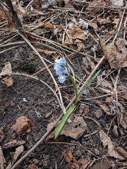 Puschkinia scilloides