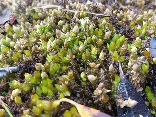Sphagnum cyclophyllum observed 2026-07-25