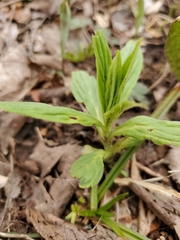 Lithospermum latifolium